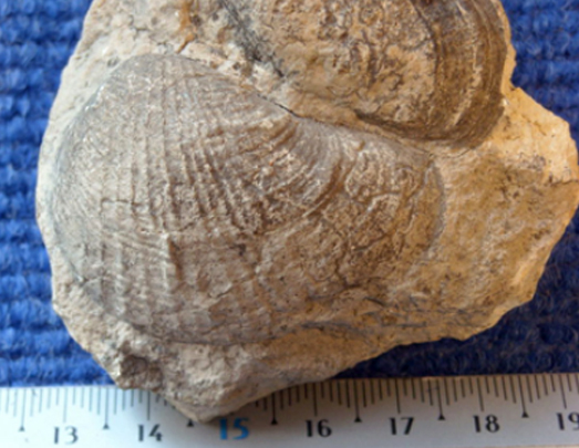 Pholadomya ludensis Mollusque bivalve