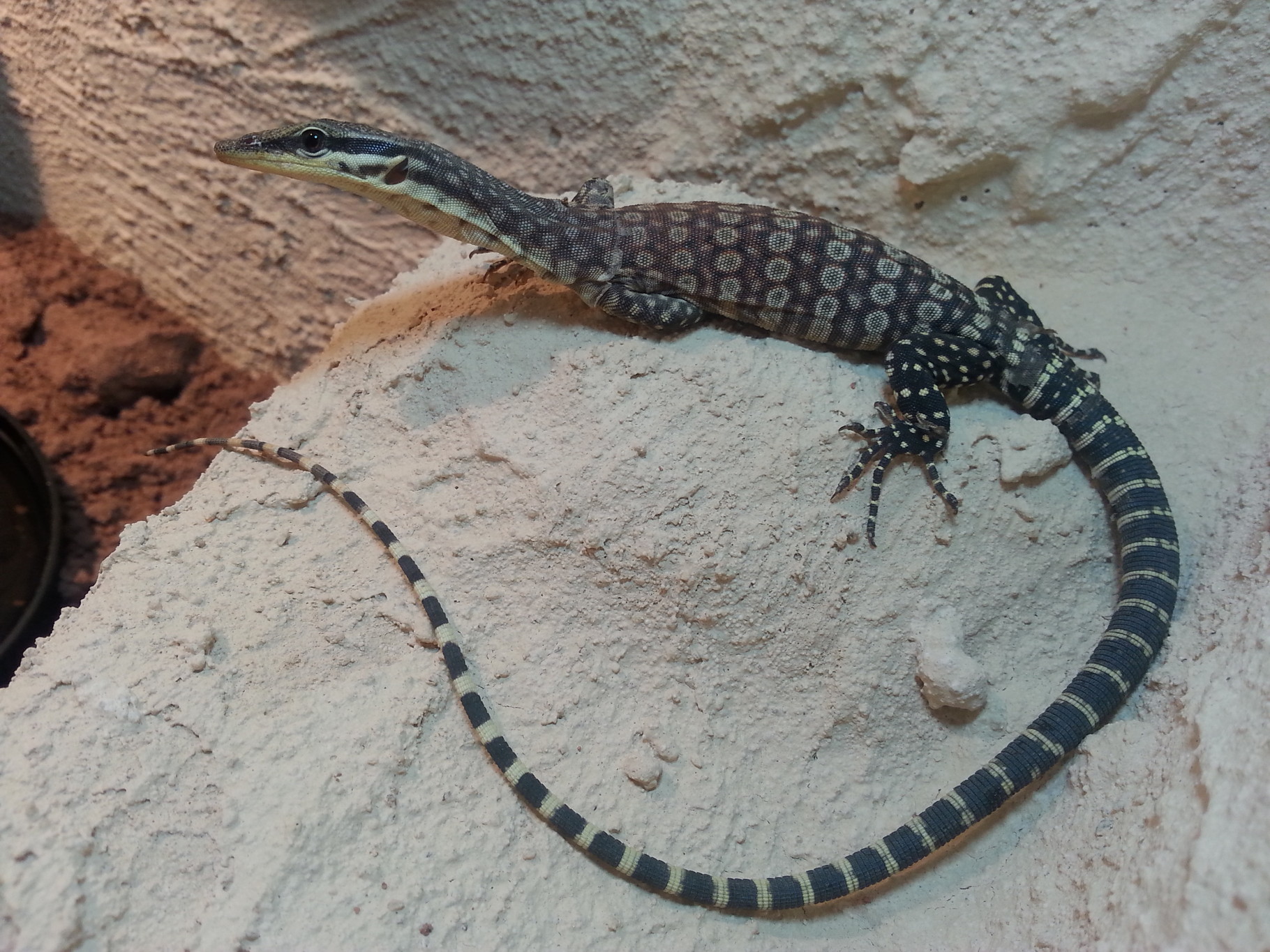 Varanus Glauerti (Glauert's Felsenwaran) buntenattern