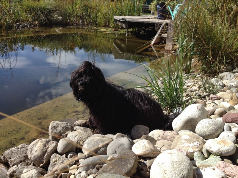 Ich liebe den Teich!