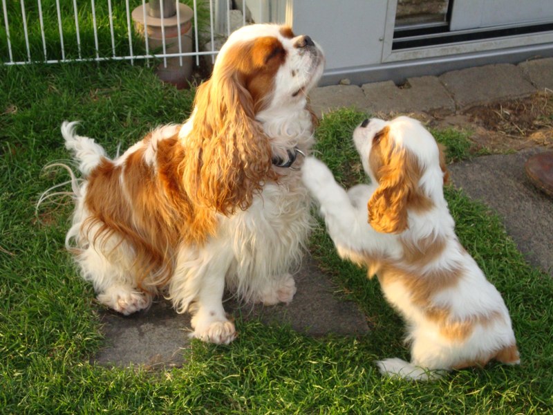 Halbschwester Mira mit Jaromir.