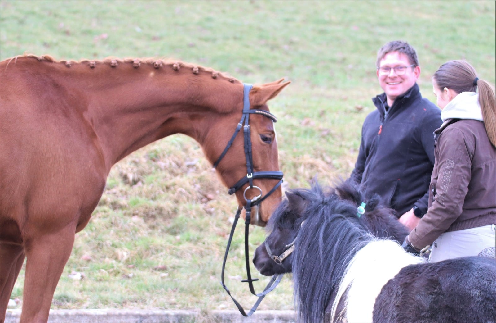 Trakehner Stute Federfein verzaubert