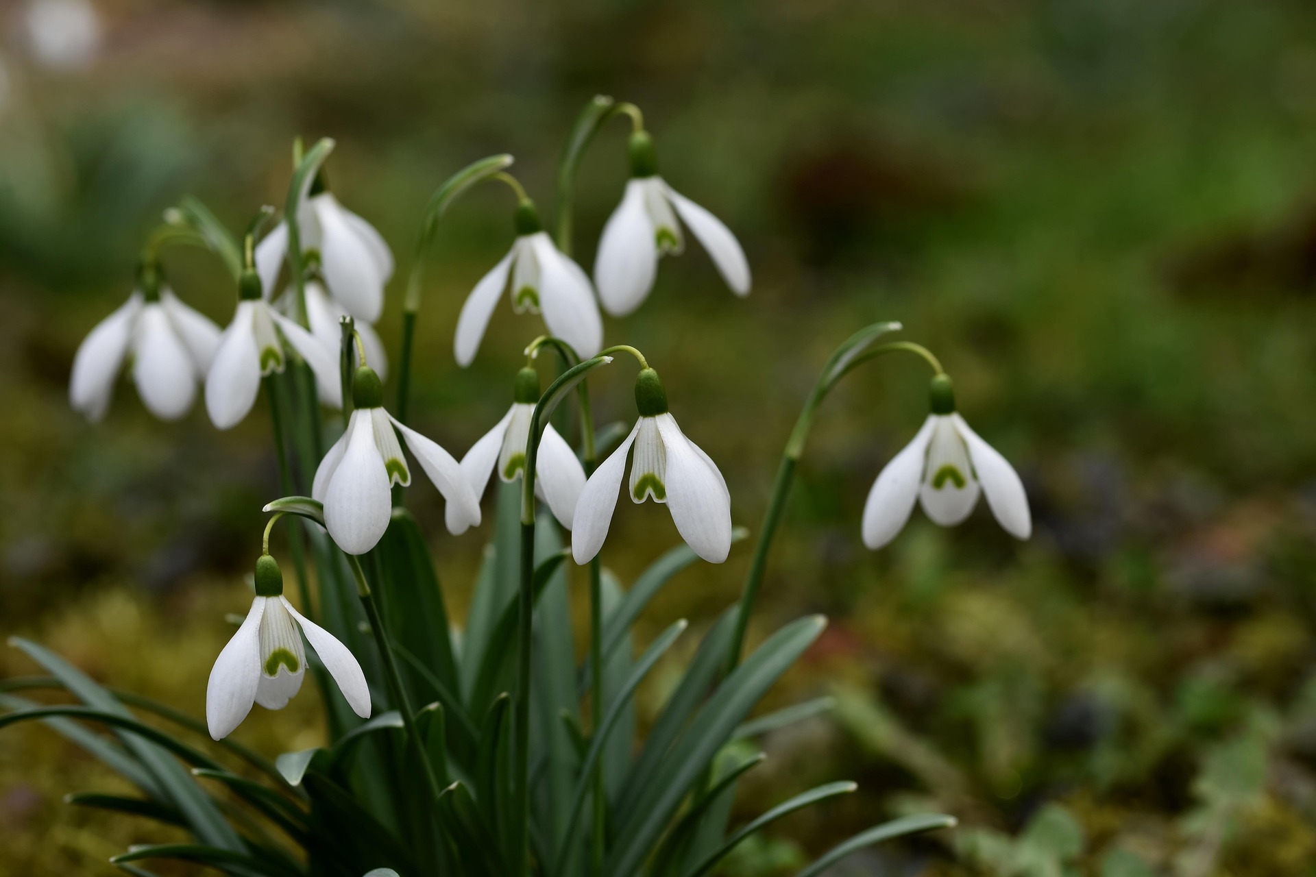 Die Natur im Februar: Vom Erwachen zur Entfaltung