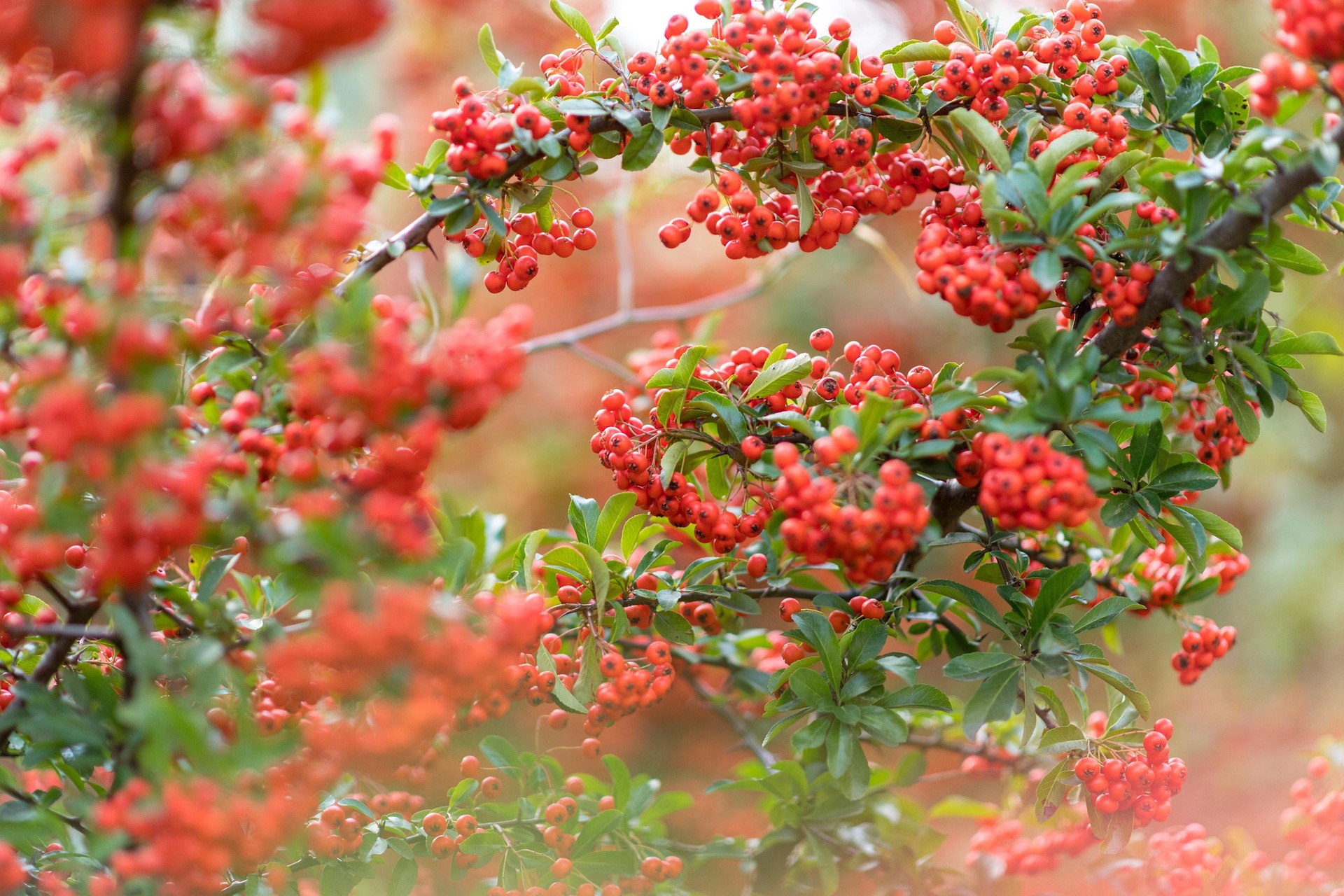 Die Natur im August: Spätsommer – Die Zeit des Fruchtens