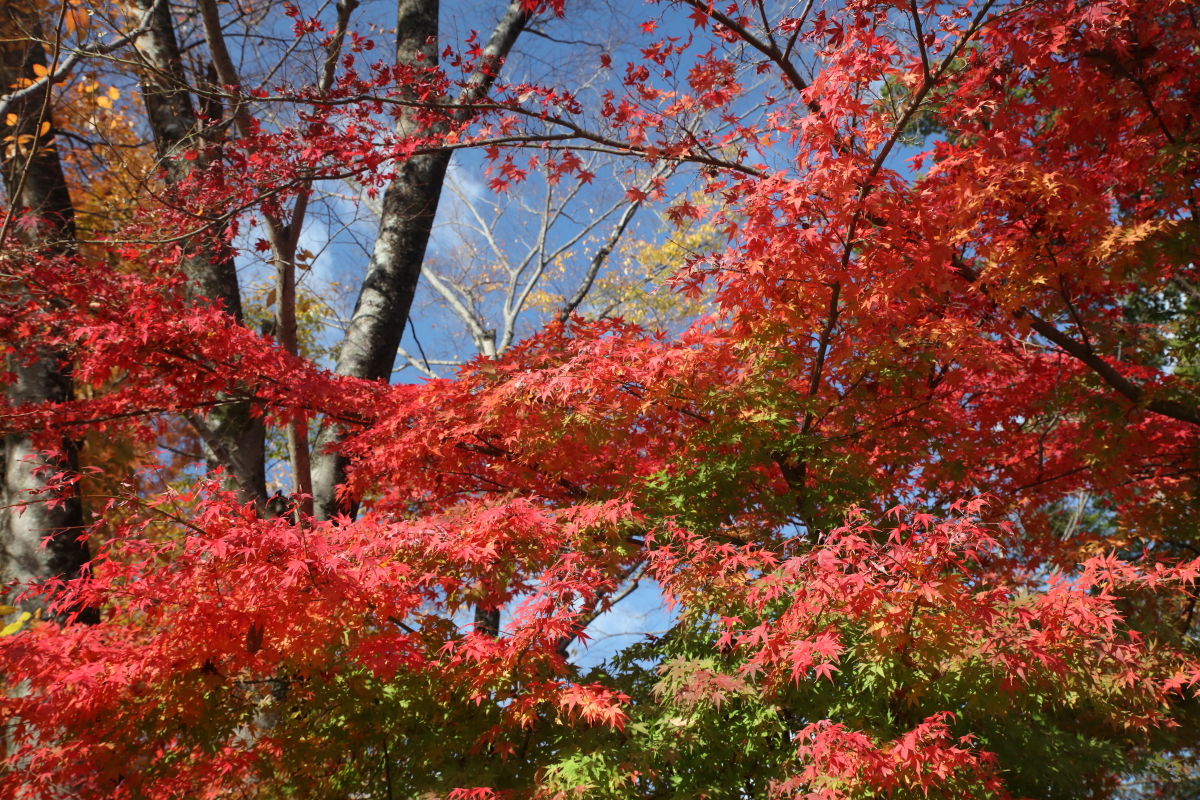 柊野ダム周辺の紅葉