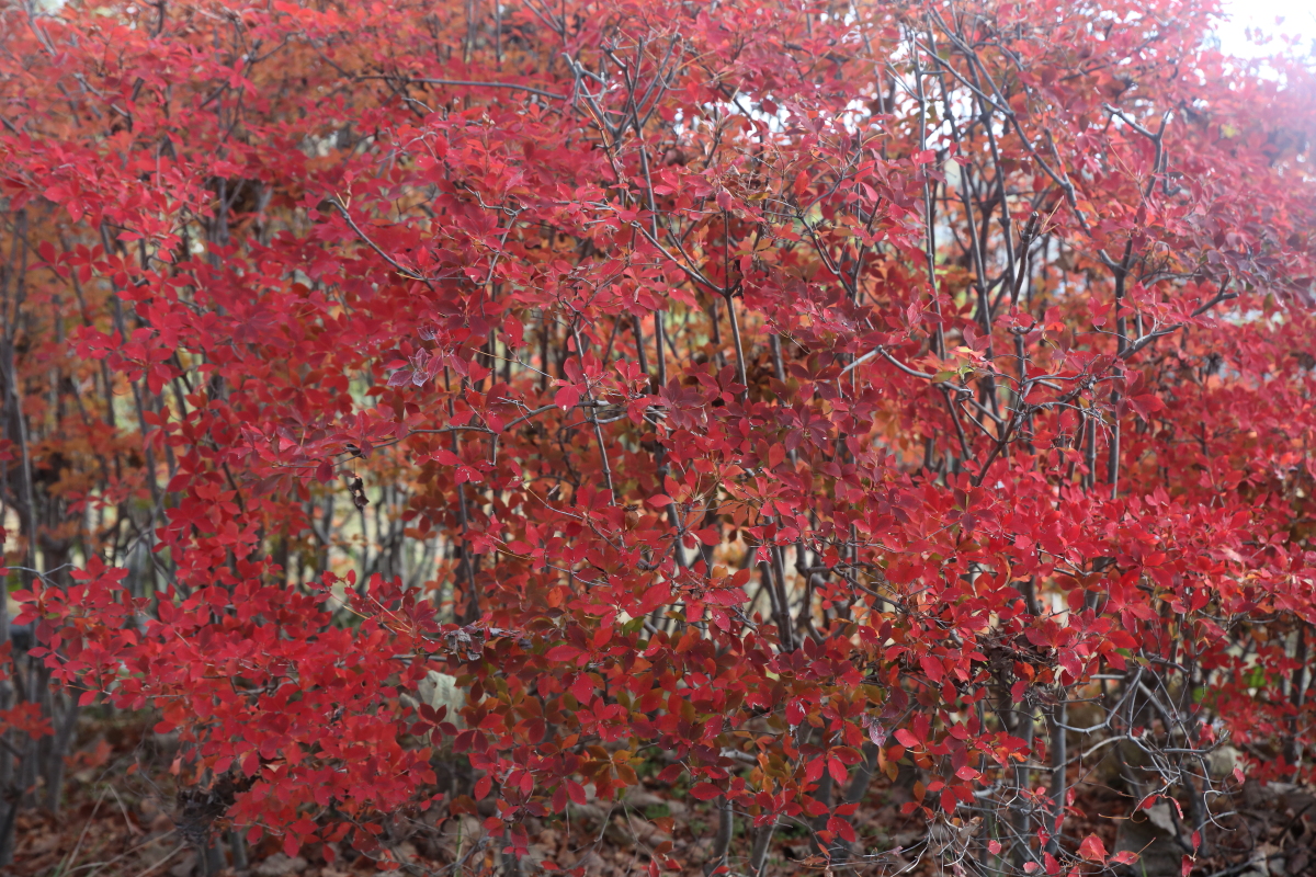 柊野ダム周辺の紅葉