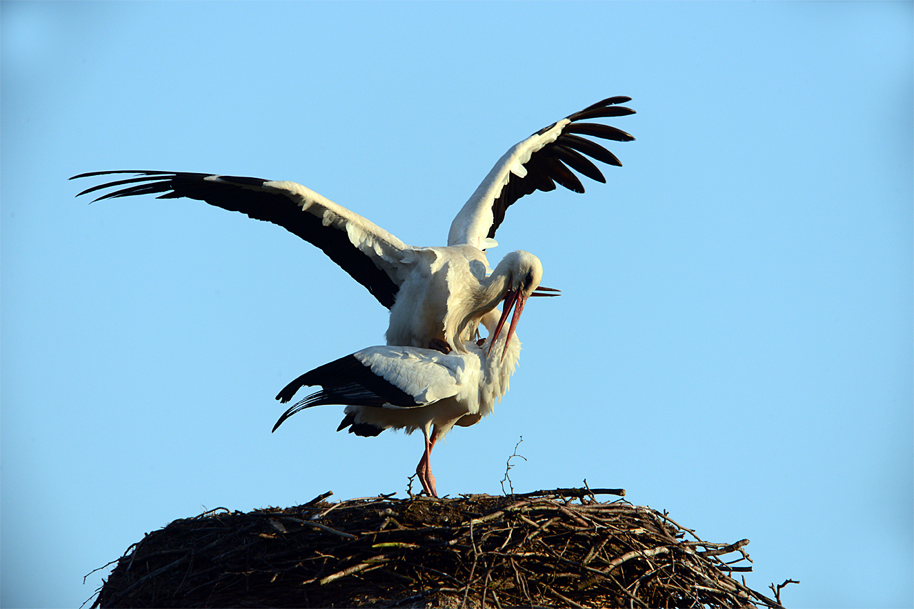 Foto: H. Sönkens