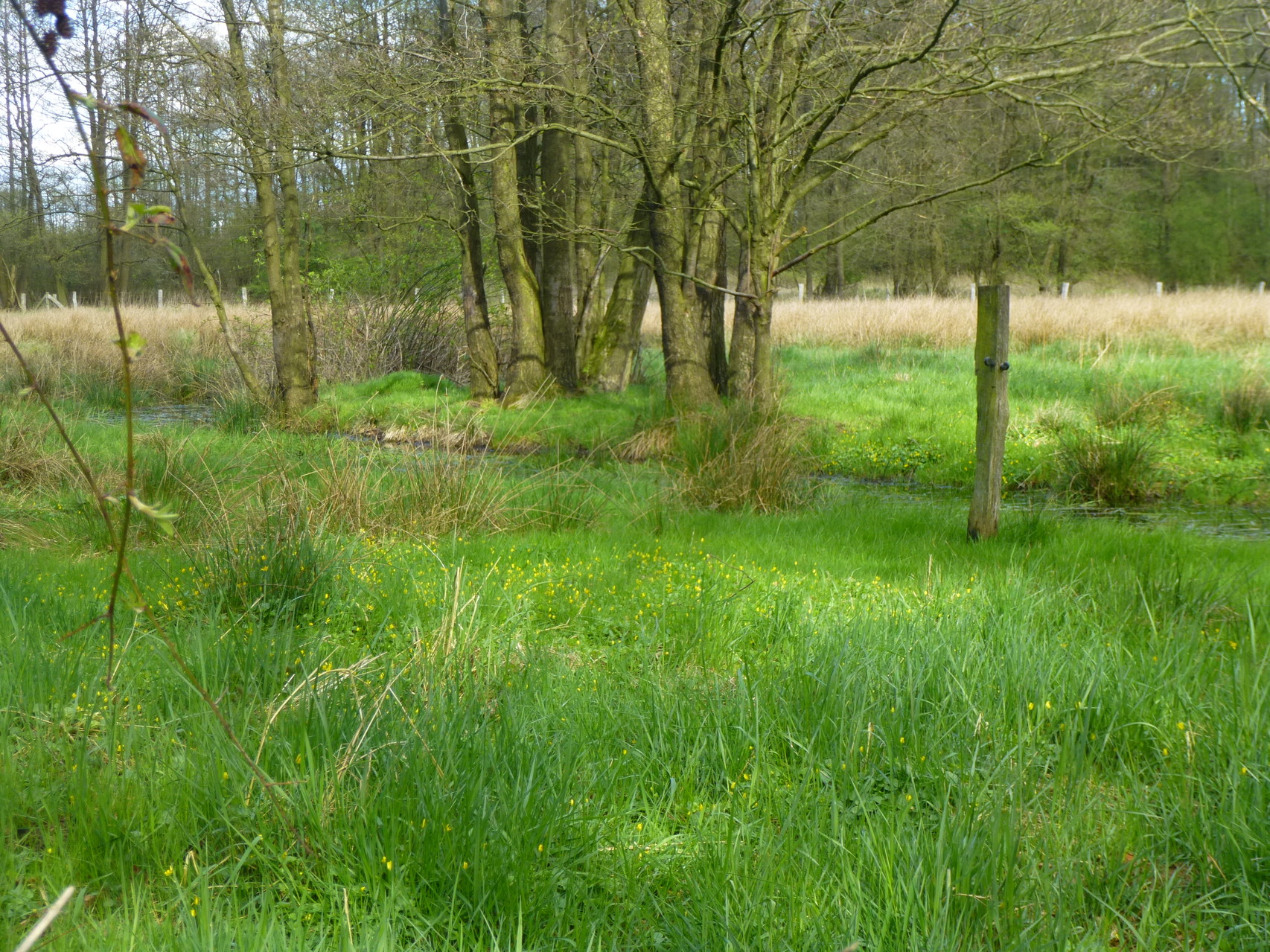 Frühling in den Wiesen