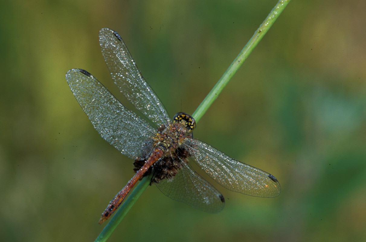 Heidelibelle