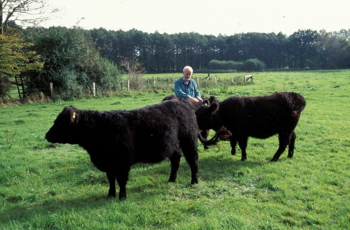 Detlef Hasenbank mit seinen Galloways