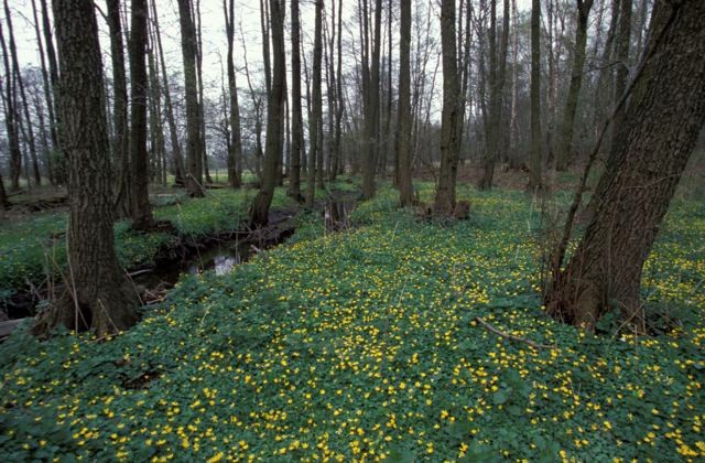 Blühender Waldboden