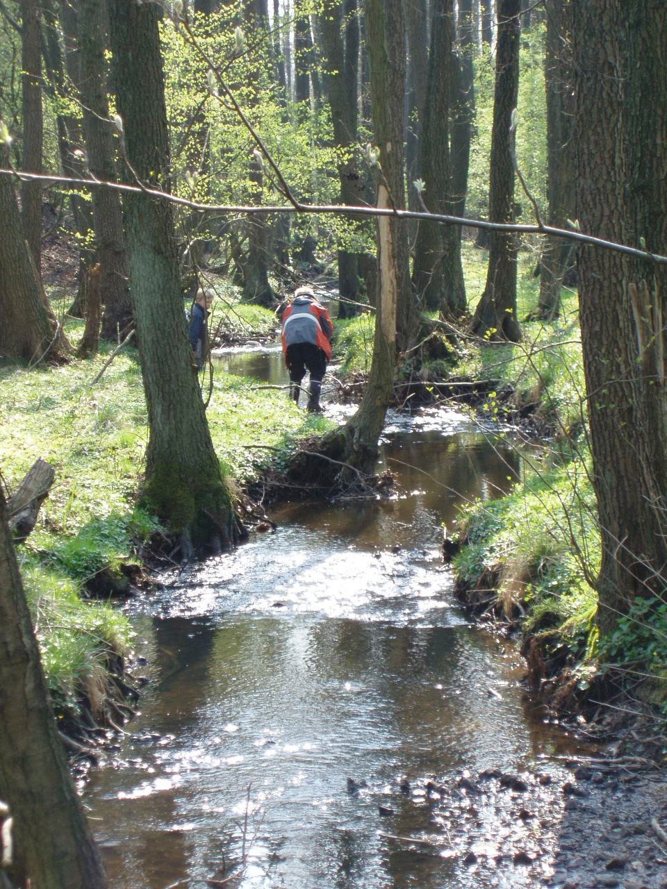 Der Bachlauf im Frühling