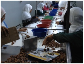 Processing facility for dates, a specialty of Tunisia
