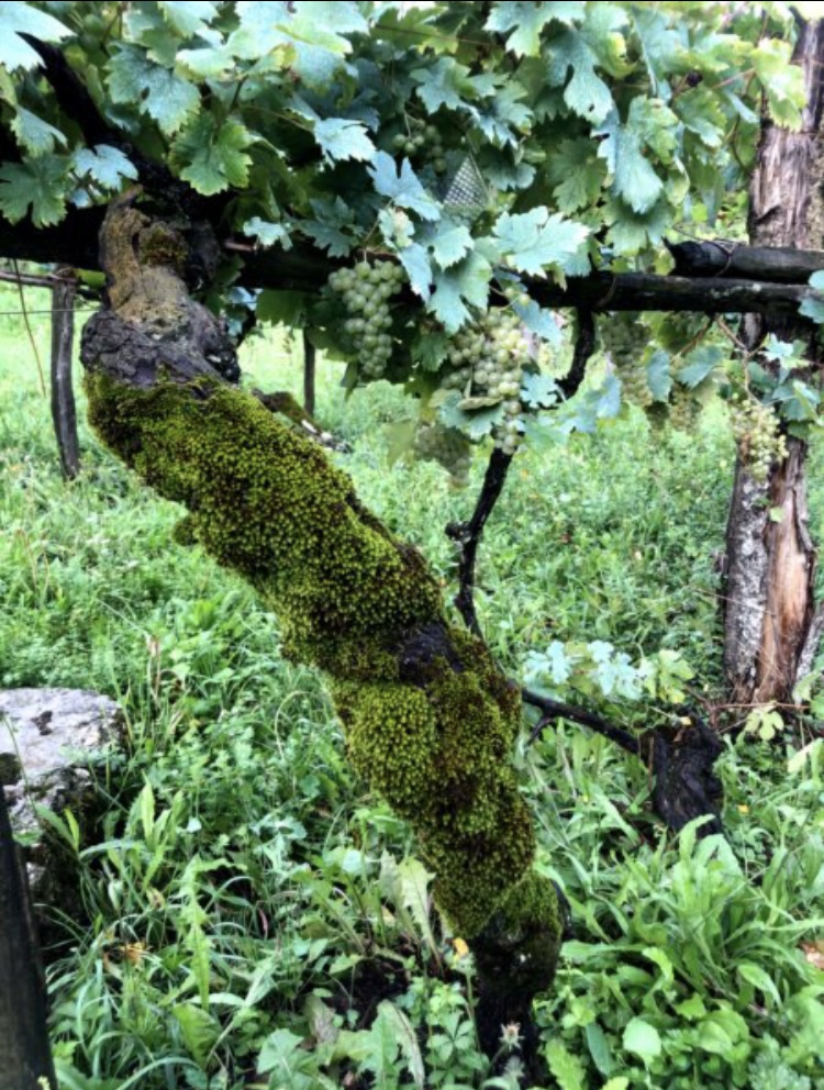 https://www.ildolomiti.it/altra-montagna/storie/2025/il-vino-pecorino-deve-il-nome-allattrazione-delle-pecore-per-un-determinato-tipo-di-uva-tra-narrazioni-folc