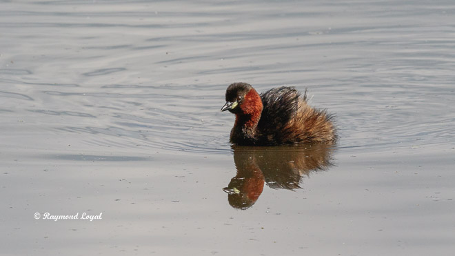 little grebe