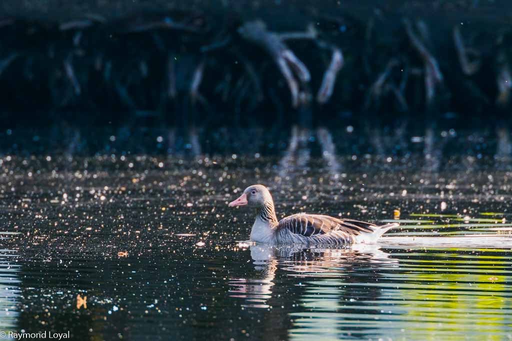 graugans schwimmt auf wasser