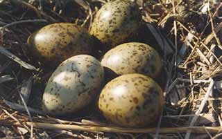 eggs common gull laempel common license