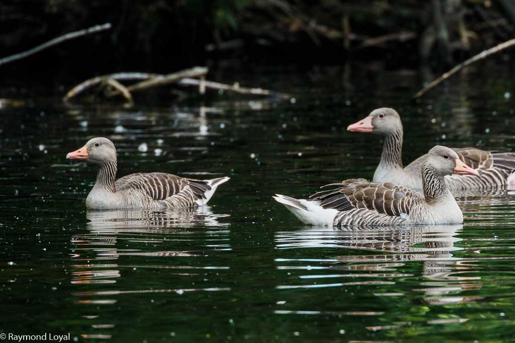 greylag goose anser anser