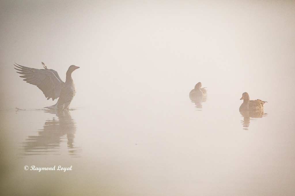 greaylag geese morning mist