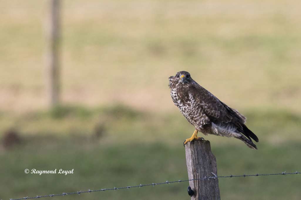maeusebussard vogel sitzt auf zaunpfahl