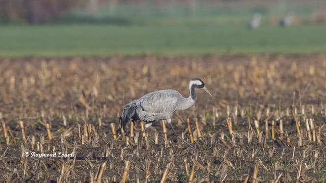 grauer kranich grus grus