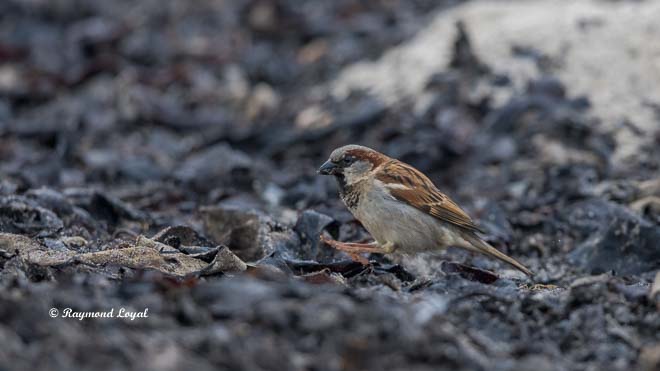 house sparrow