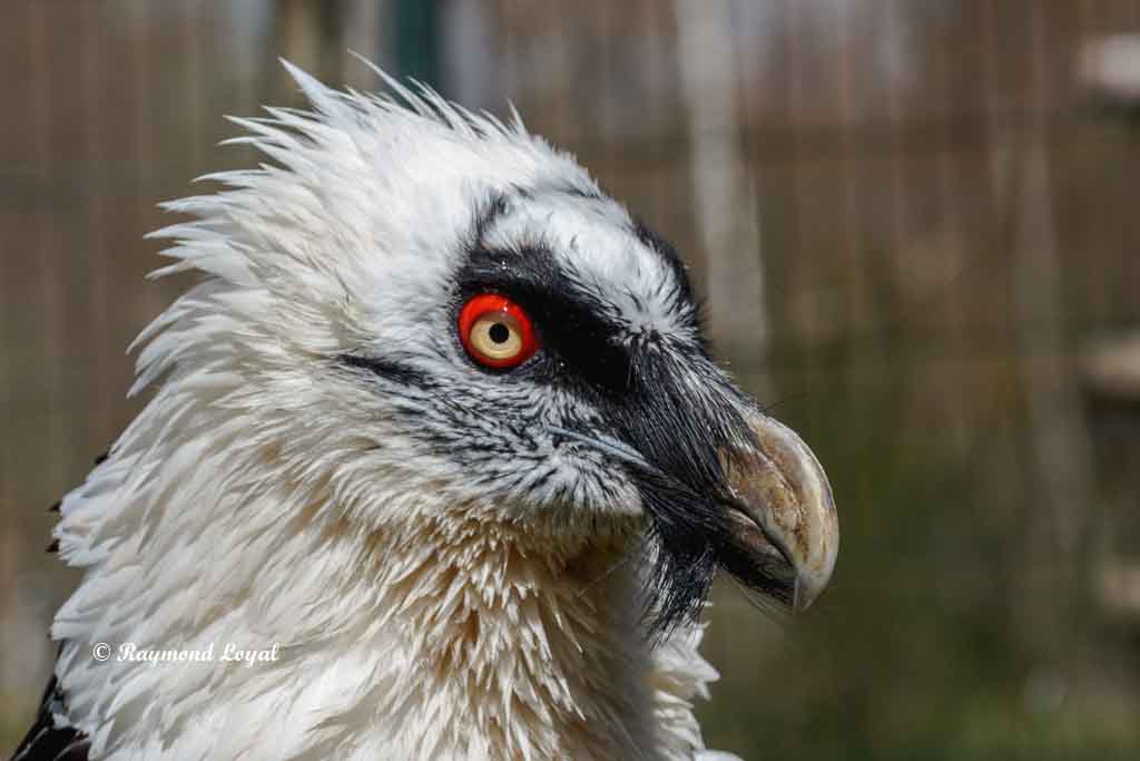 bearded vulture portrait