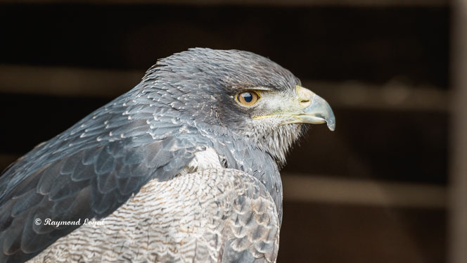 black-chested buzzard-eagle