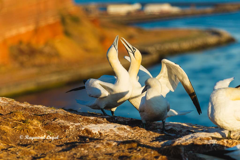 northern gannet helgoland