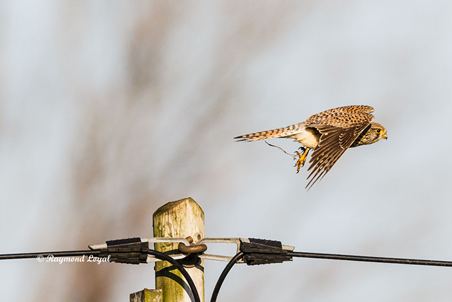 kestrel in flight