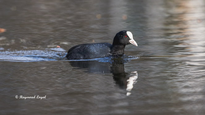 blaessralle im wasser