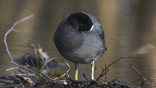 blaessralle beim putzen
