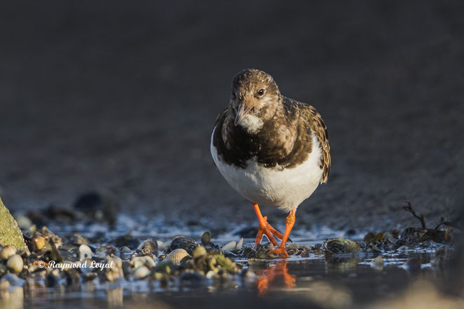 ruddy turnstone