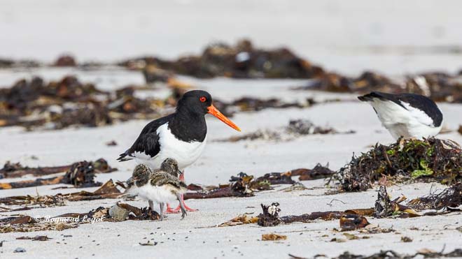 oystercatcher