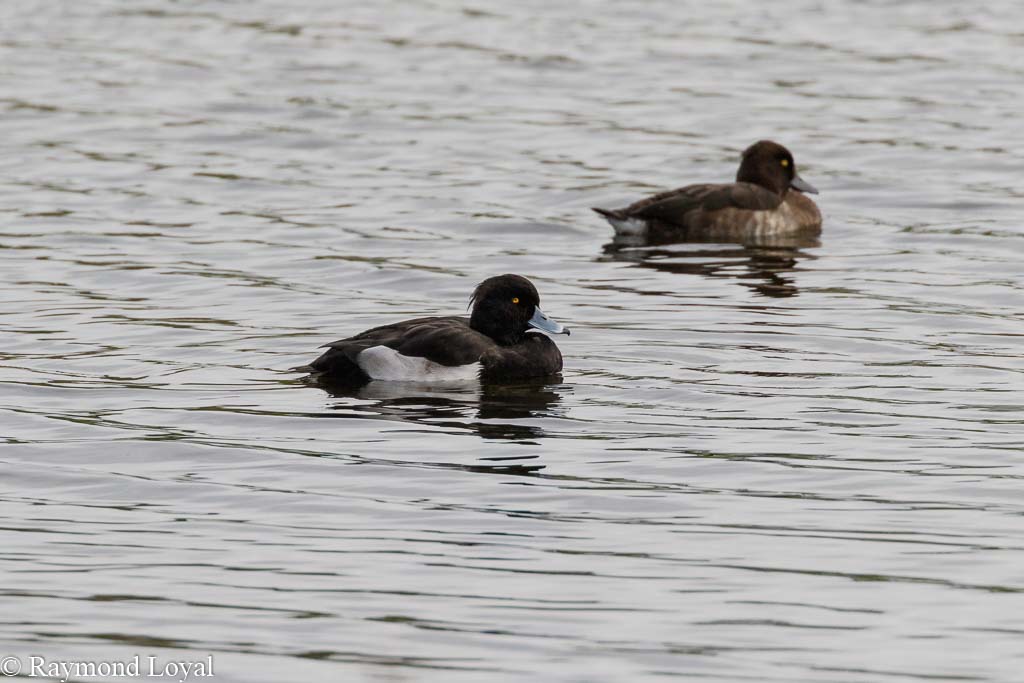 reiherente schwimmt auf see