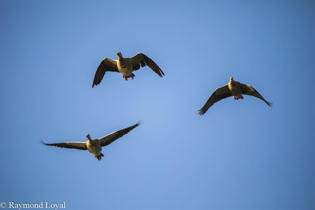 nilgans