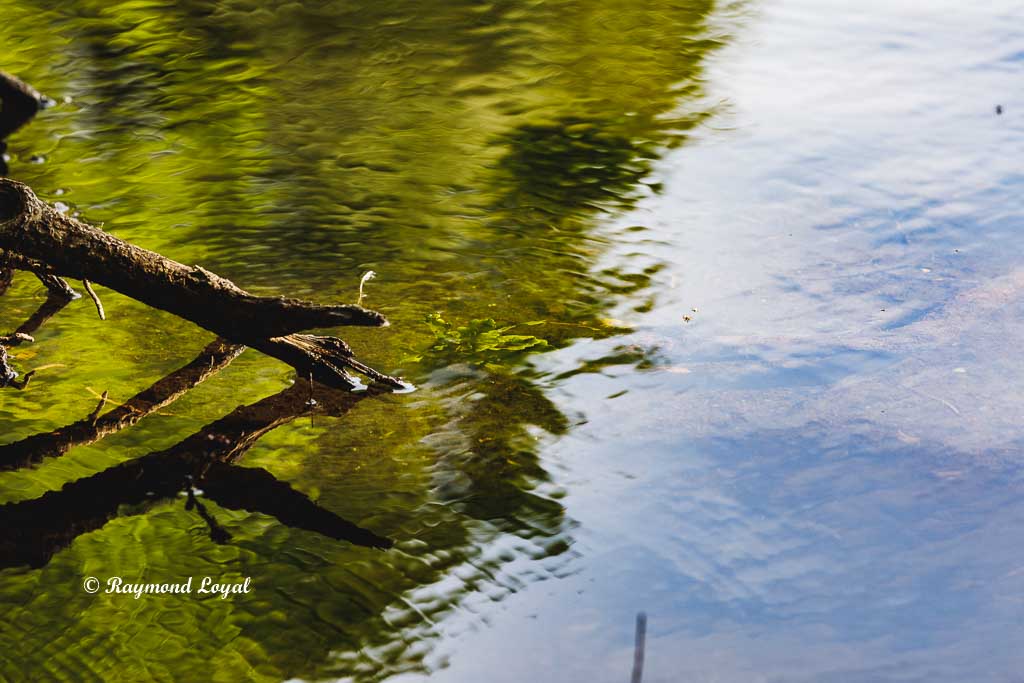 natur fotografie