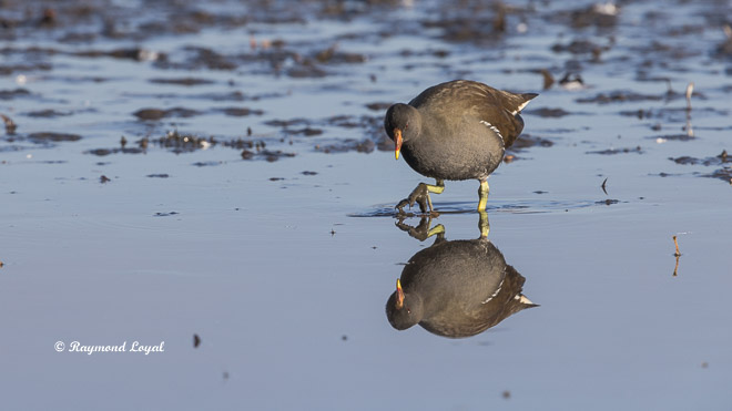 common moorhen