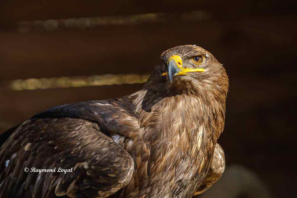 schelladler vogel portrait