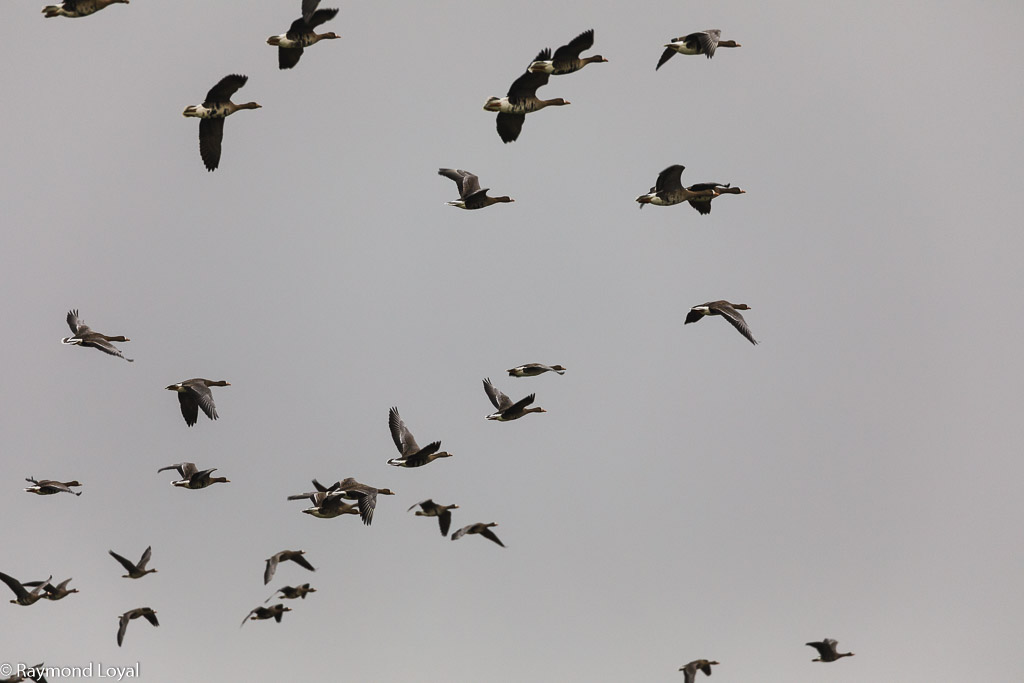 blaessgaense im flug