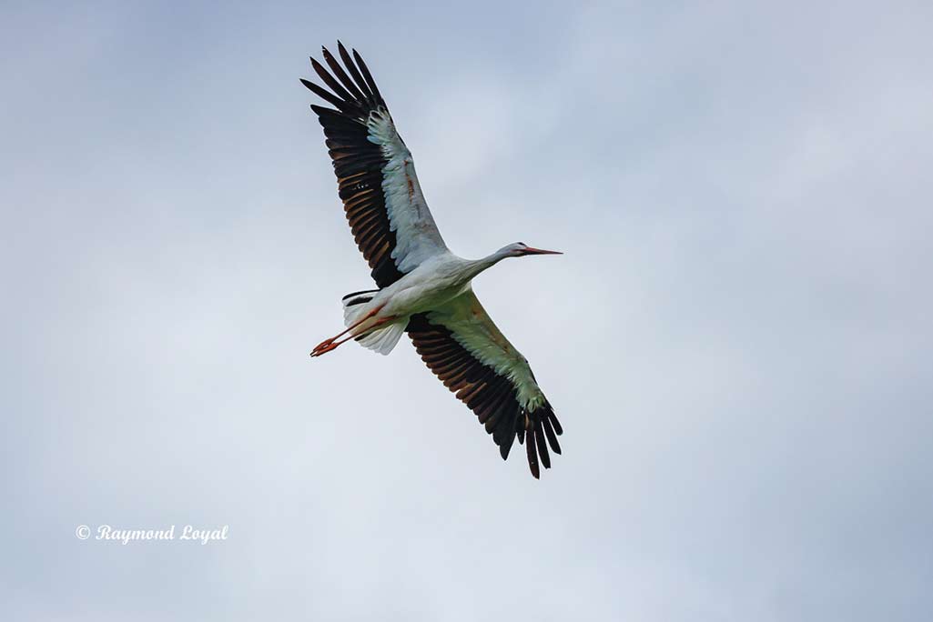 weiss storch adult flug