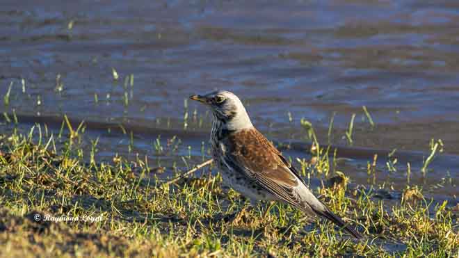 fieldfare