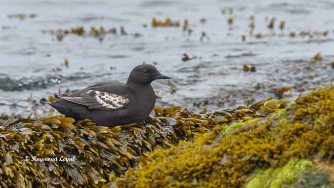 black guillemot