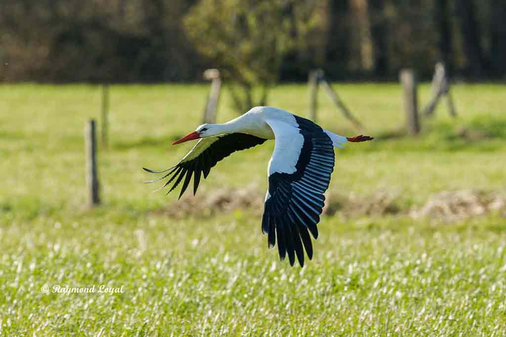 weissstorch im flug