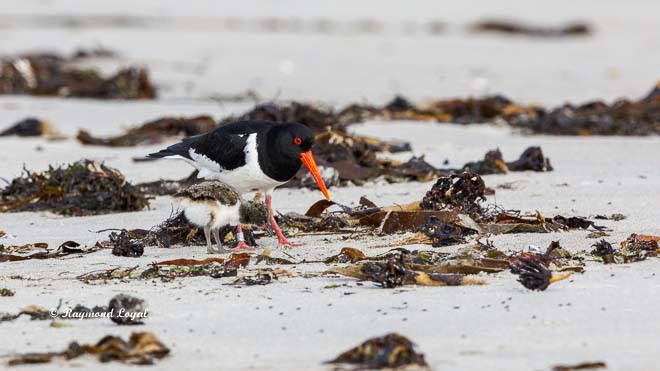 oystercatcher