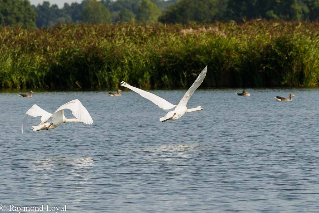 hoeckerschwaene fliegen see