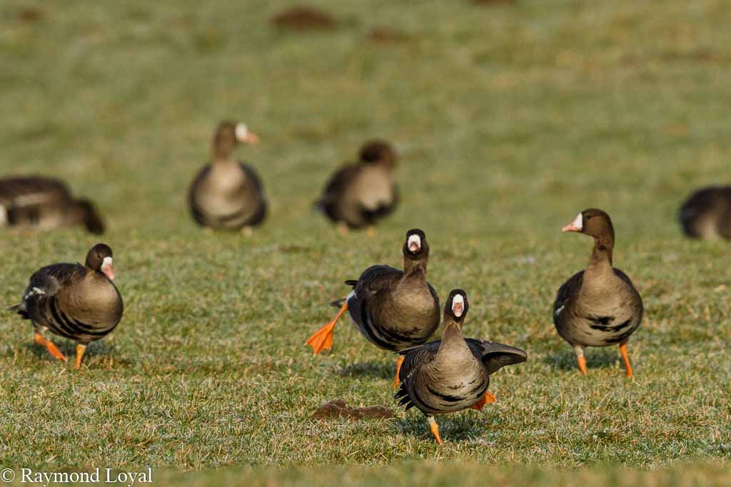 blaessgaense auf einer wiese