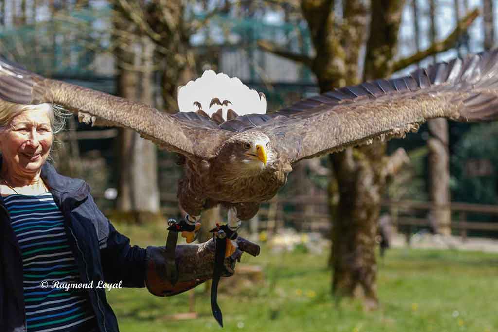 seeadler und mensch 
