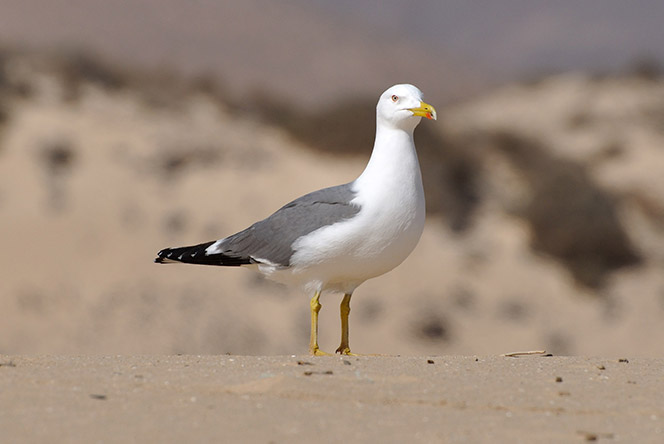 mittelmeermoewe hansueli krapf common license