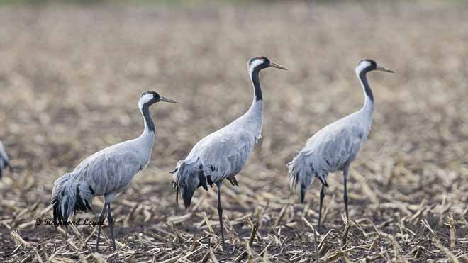 cranes