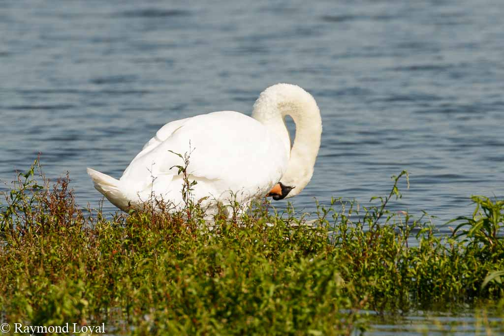 hoeckerschwan cygnus olor